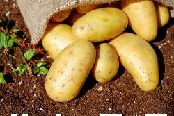 potatos in a sack