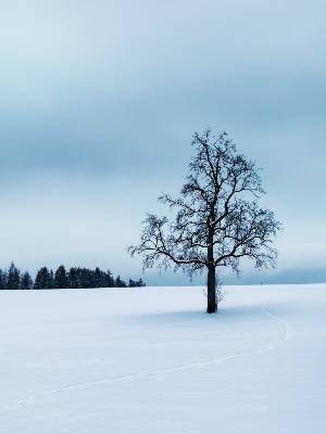 winter tree